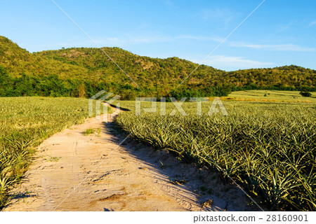 dirt road path near green field 28160901