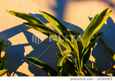 Green leaf and shadow on wall 28160903