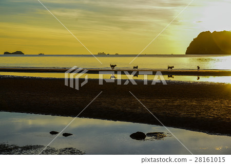 Running dog silhouette on the beach 28161015