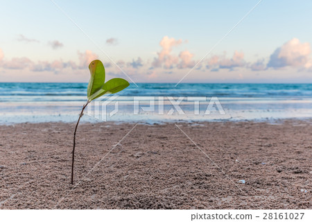 Young plant on the beach 28161027