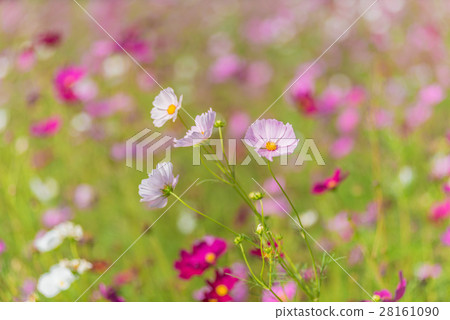 Cosmos Flowers Cosmos Flowers 28161090