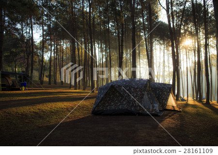 tent under the pine forest at morning 28161109