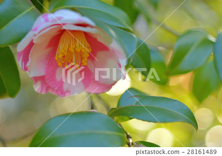 赫爾Sasanqua 赫爾Sasanqua 28161489