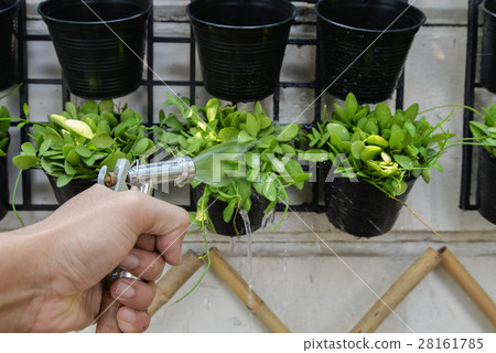 Watering to Dave plant Watering to Dave plant 28161785