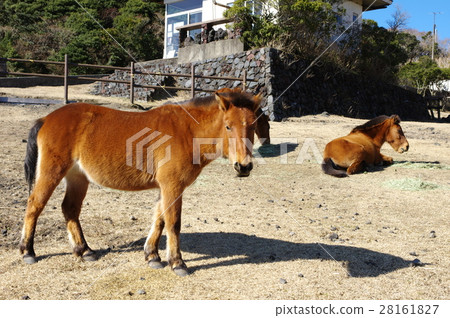 Yonaguni horse 28161827