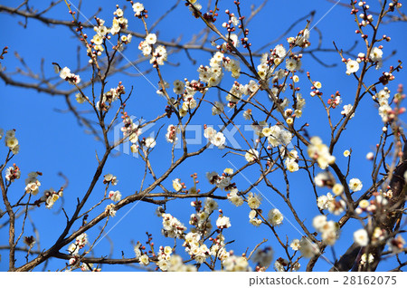白梅 白梅 28162075
