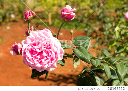 Pink rose background 28162232