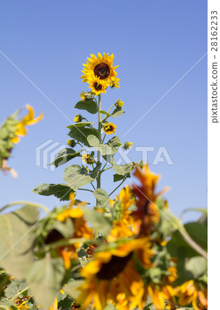 Beautiful yellow orange sunflower on blue sky 28162233