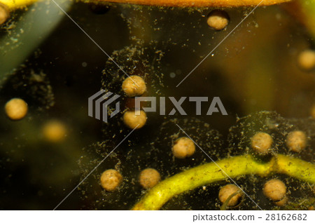 拉都西氏赤蛙的卵 拉都西氏赤蛙的卵 28162682