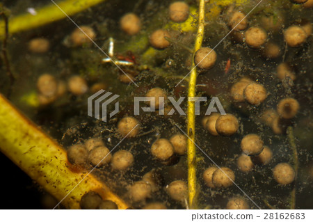 拉都西氏赤蛙的卵 拉都西氏赤蛙的卵 28162683