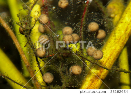 拉都西氏赤蛙的卵 28162684