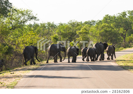 Big group of elephants crossing the road Big group of elephants crossing the road 28162806