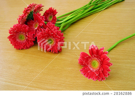 Red gerbera flowers 28162886