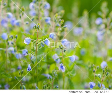 Veronica flowers, macro, selective focus 28163168