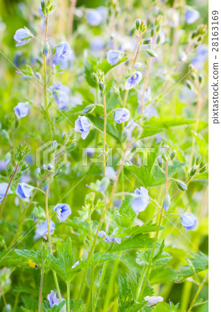 Blue Veronica flowers, macro, selective focus 28163169