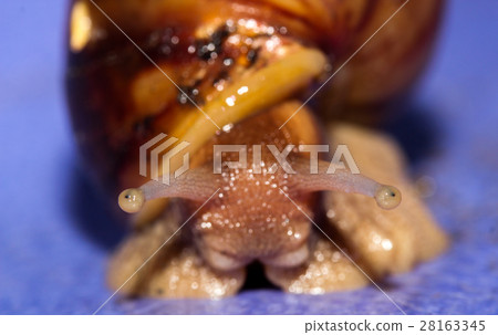 African big snail 28163345