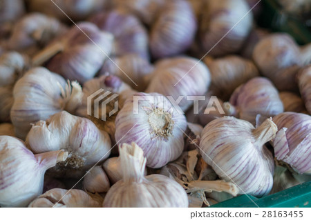 蒜頭 蒜頭 28163455