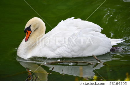 Portrait of a shy Mute swan (Cygnus olor). Portrait of a shy Mute swan (Cygnus olor). 28164395