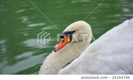 Portrait of a shy Mute swan (Cygnus olor). 28164396