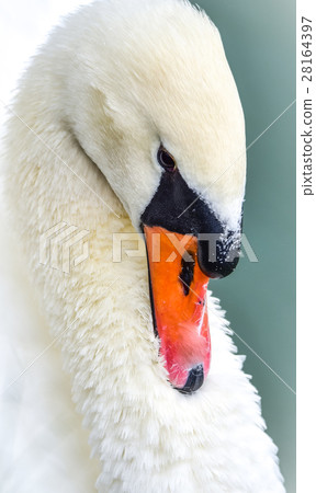 Portrait of a shy Mute swan (Cygnus olor). Portrait of a shy Mute swan (Cygnus olor). 28164397
