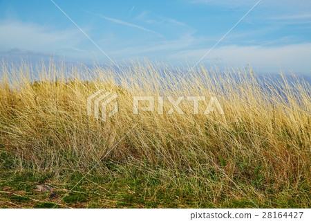 Dry autumn meadow 28164427