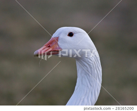 Beautiful isolated picture of a wild snow goose Beautiful isolated picture of a wild snow goose 28165200