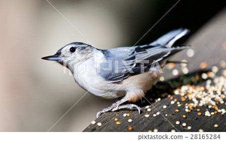 Beautiful picture a cute white-breasted nuthatch Beautiful picture a cute white-breasted nuthatch 28165284