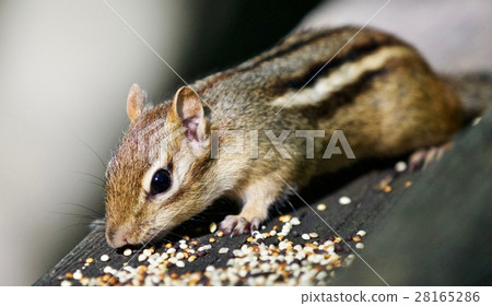 Beautiful background with a cute chipmunk Beautiful background with a cute chipmunk 28165286
