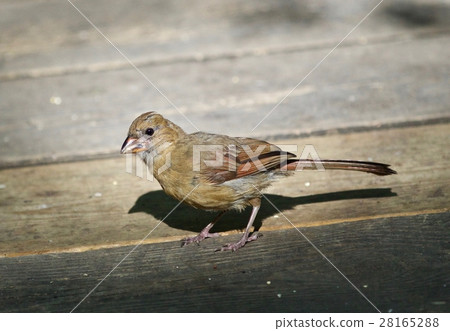 Beautiful isolated image with a funny bird Beautiful isolated image with a funny bird 28165288