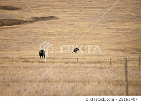 Golden Eagle onPost 28165407