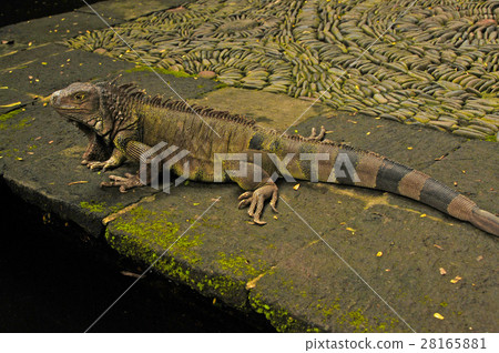 Iguana (Indonesia) 28165881