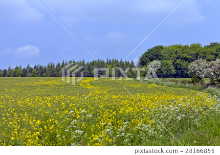 Yellow flowering rapeseed field with wildflowers Yellow flowering rapeseed field with wildflowers 28166855