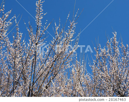 Blue sky and white plum Blue sky and white plum 28167463