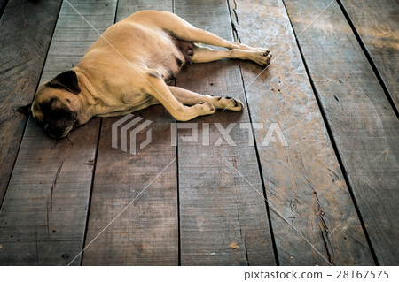 Stray dog. Stray dog. 28167575