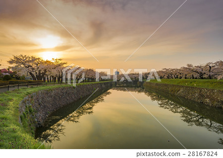 Beautiful cherry tree in full bloom Beautiful cherry tree in full bloom 28167824
