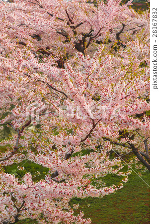 在盛開的美麗的櫻桃樹 在盛開的美麗的櫻桃樹 28167832