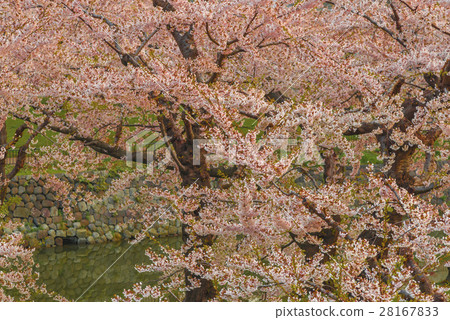 在盛開的美麗的櫻桃樹 在盛開的美麗的櫻桃樹 28167833