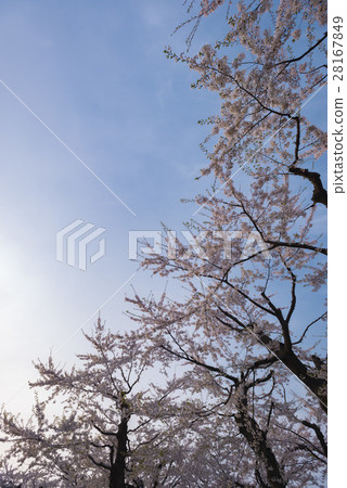 Beautiful cherry tree in full bloom Beautiful cherry tree in full bloom 28167849