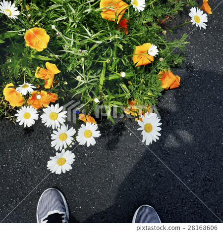 Flower Beauty Blossom Summer Concept Flower Beauty Blossom Summer Concept 28168606