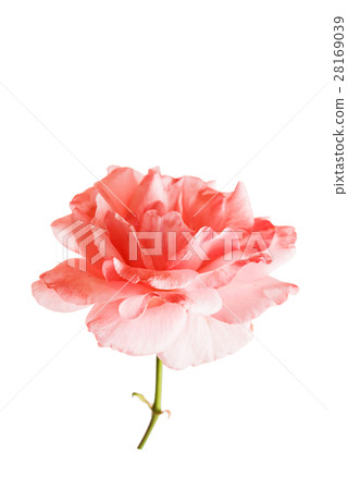 rose flower 28169039