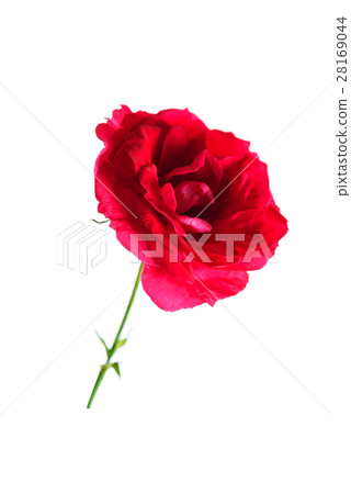 red rose isolated 28169044
