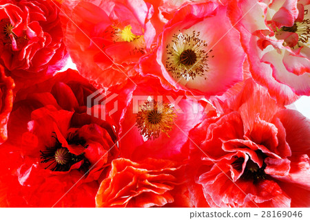 poppy flowers 28169046