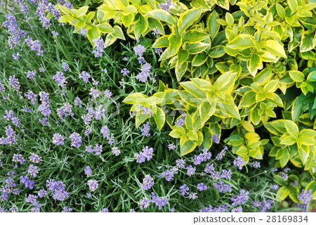 nature background nature background 28169834