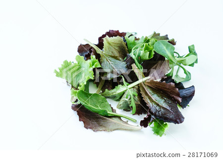 salad leaves salad leaves 28171069