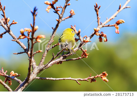 盛開的琉球冷猩紅色櫻桃樹 28173713