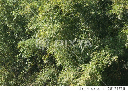  竹林 28173716
