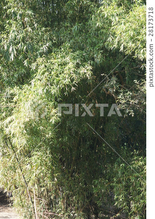  竹林 28173718