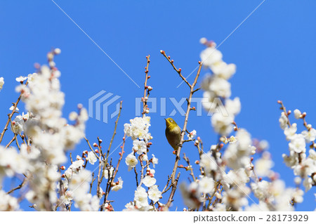 Mejiro在東部花園的白色李子 28173929