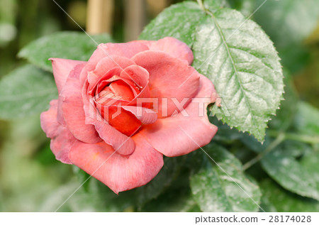 Beautiful rose flower 28174028