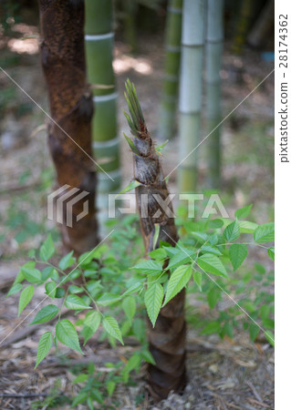 Umemiya Taisha Shrine, bamboo grove in North Shinen Umemiya Taisha Shrine, bamboo grove in North Shinen 28174362